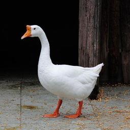 八鹅吃瓜菌不空娱乐,揭秘网络热梗背后的趣味世界