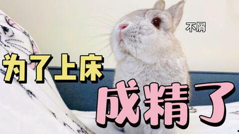 吃瓜娱乐兔子,揭秘娱乐圈幕后趣闻